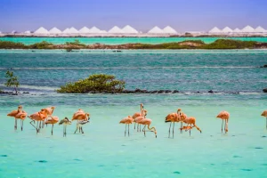 Bonaire Spots Only a Pick-Up Can Reach